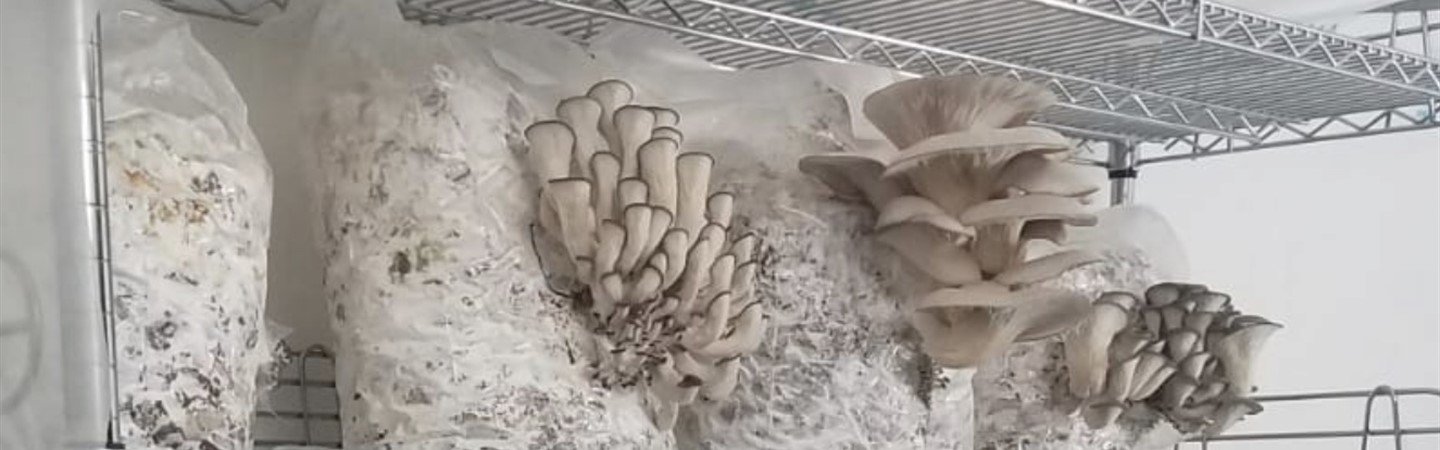 Featured image of post Simple Way to Pink Oyster Mushroom Growing Kit Uk