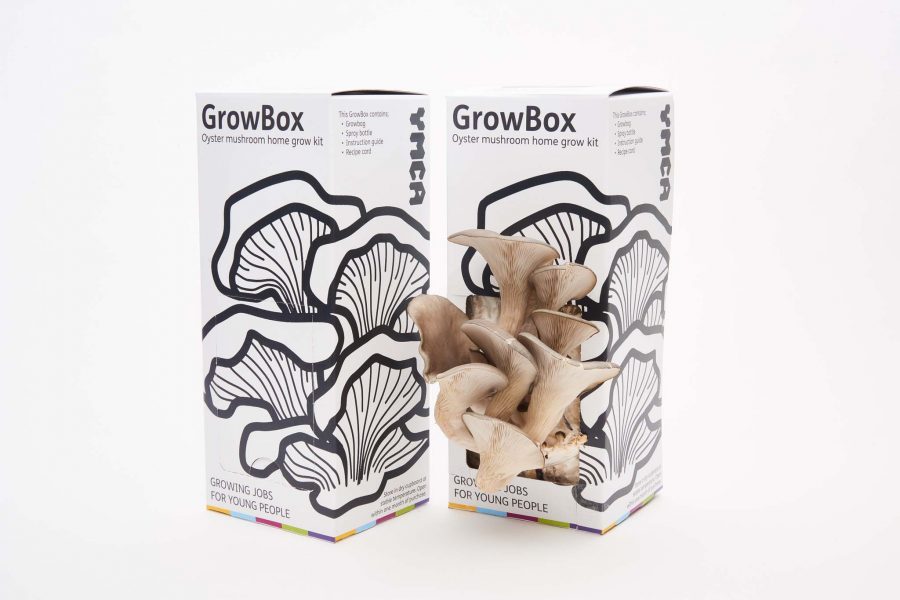Urban Mushrooms grow box
