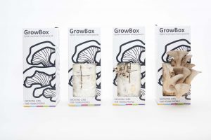 Urban Mushrooms grow box - growing